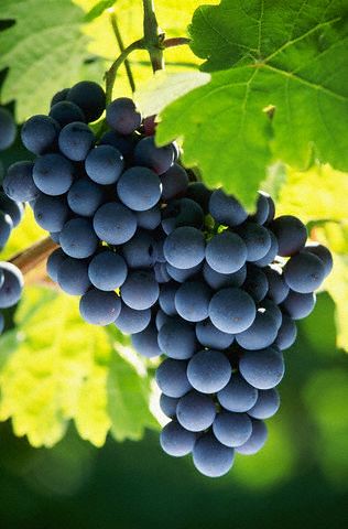 closeup of grapes on the vine